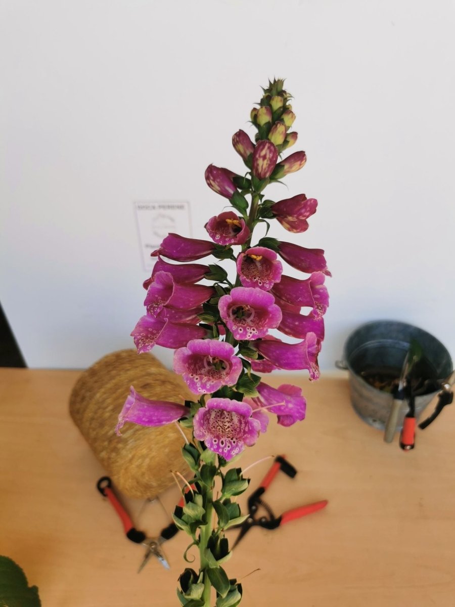 Degețel - Digitalis purpurea Dalmatian F1 Purple - DocaPerene