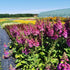 Degețel - Digitalis purpurea Dalmatian F1 Purple - DocaPerene