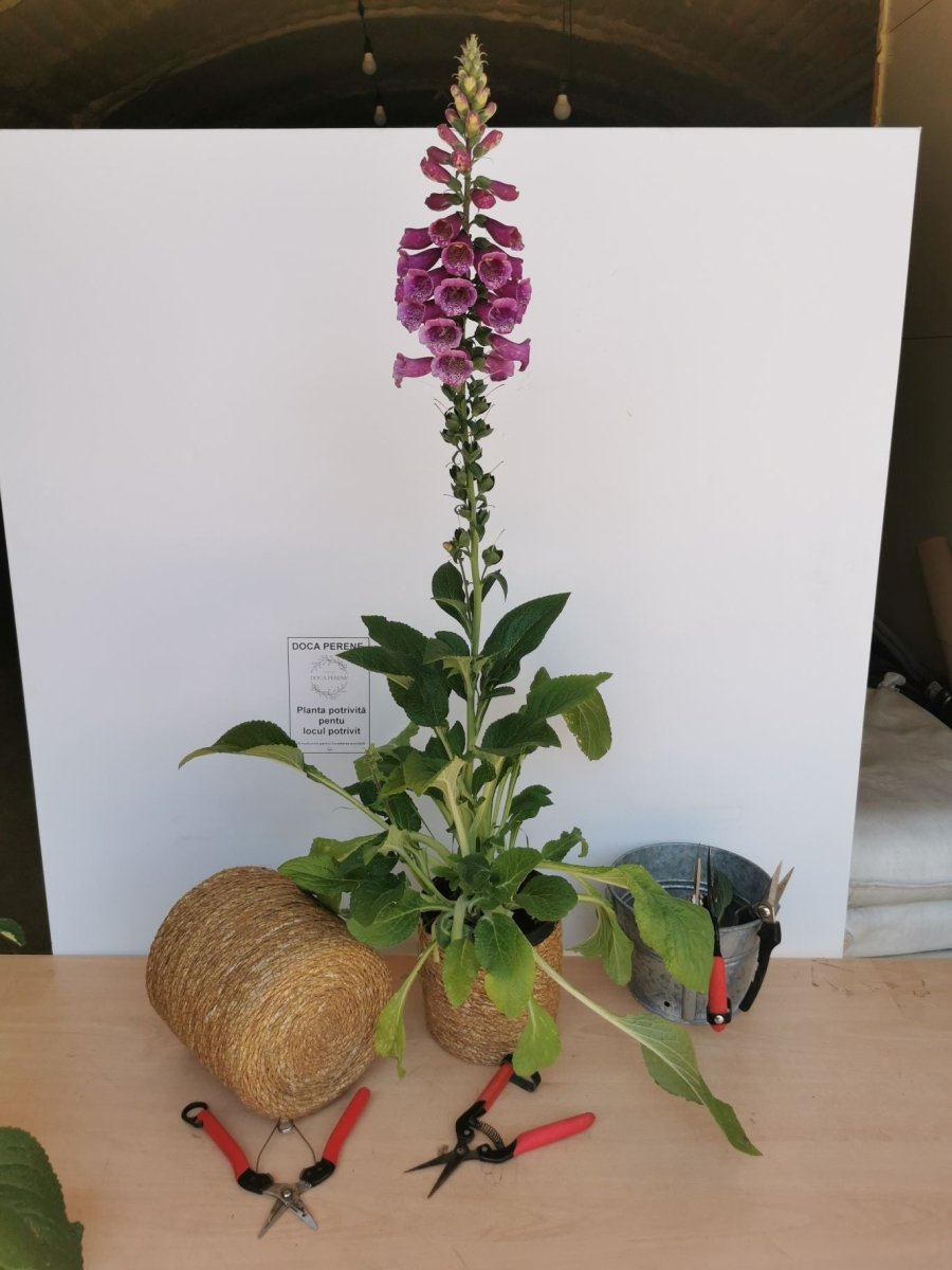 Degețel - Digitalis purpurea Dalmatian F1 Purple - DocaPerene