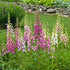 Degețel - Digitalis purpurea Dalmatian F1 Purple - DocaPerene