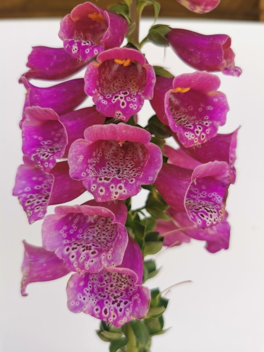 Degețel - Digitalis purpurea Dalmatian F1 Purple - DocaPerene