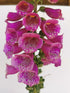 Degețel - Digitalis purpurea Dalmatian F1 Purple - DocaPerene