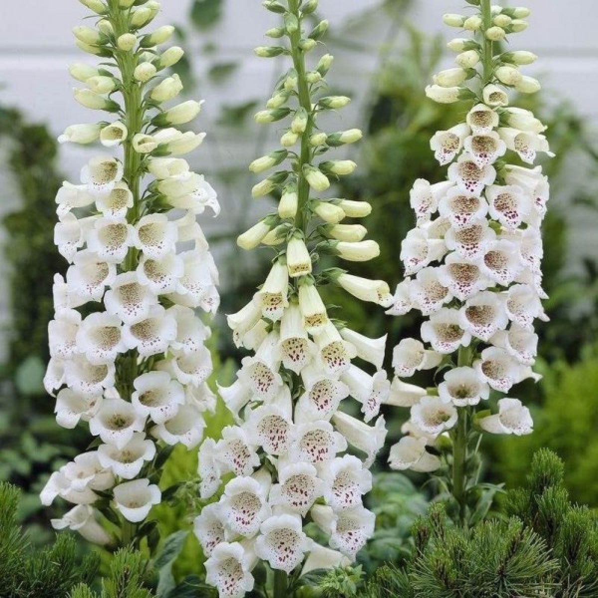 Degețel - Digitalis purpurea Dalmatian White - DocaPerene