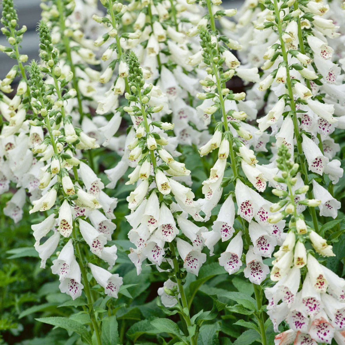 Degețel - Digitalis purpurea Dalmatian White - DocaPerene
