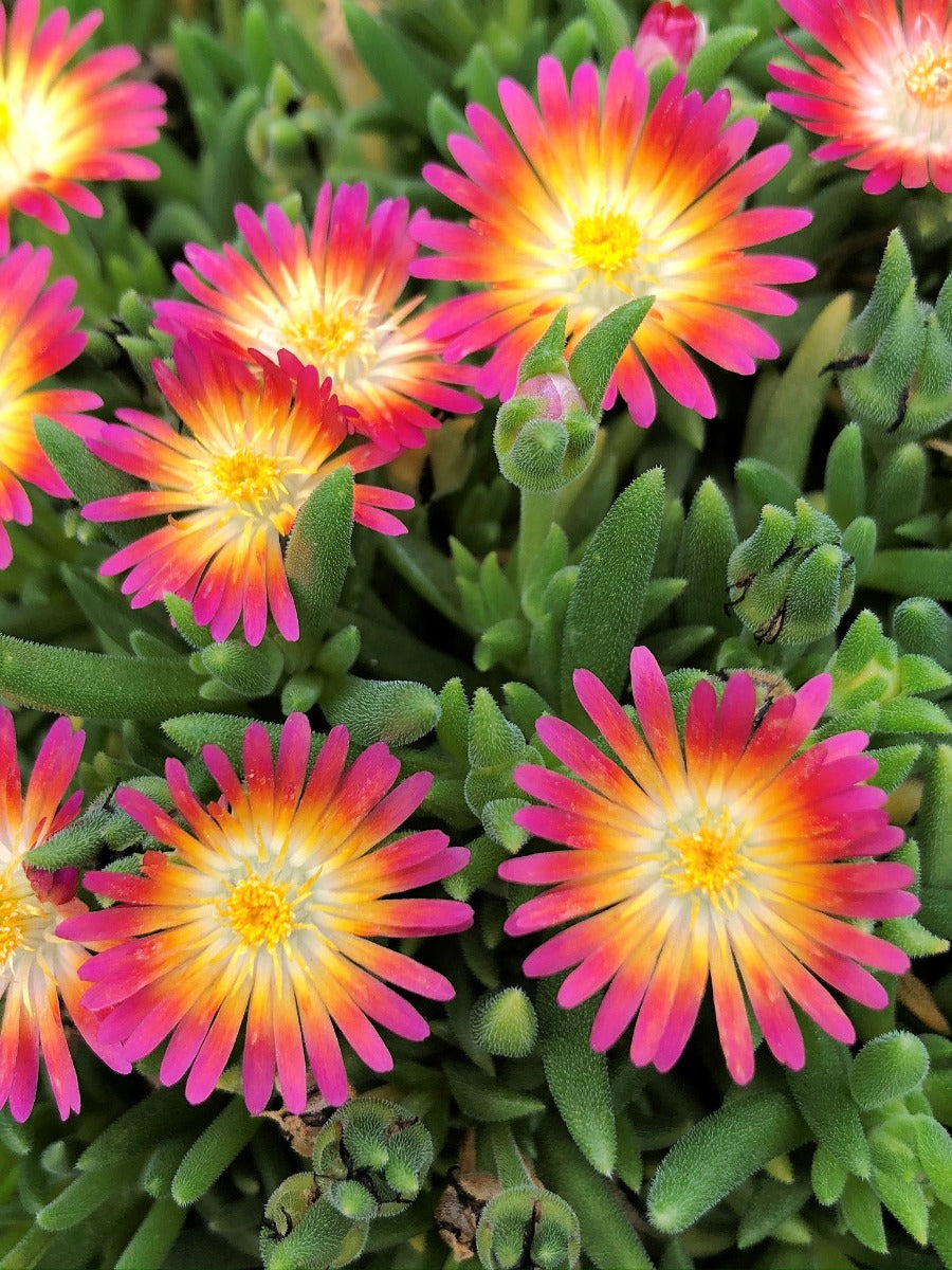 Floare de Cristal Rubinie - Delosperma Cooperi 'Jewel of Desert Ruby'