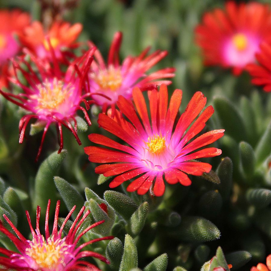 Floare de cristal-Delosperma cooperi Ice Cream Fire