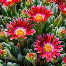 Floare de cristal-Delosperma cooperi Ice Cream Fire
