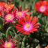 Floare de cristal-Delosperma cooperi Ice Cream Fire
