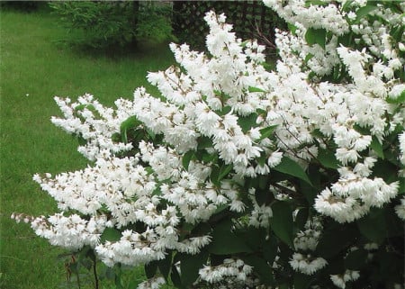 Deutzia - Deutzia scabra 'Pride of Rochester' - DocaPerene