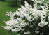 Deutzia - Deutzia scabra 'Pride of Rochester' - DocaPerene