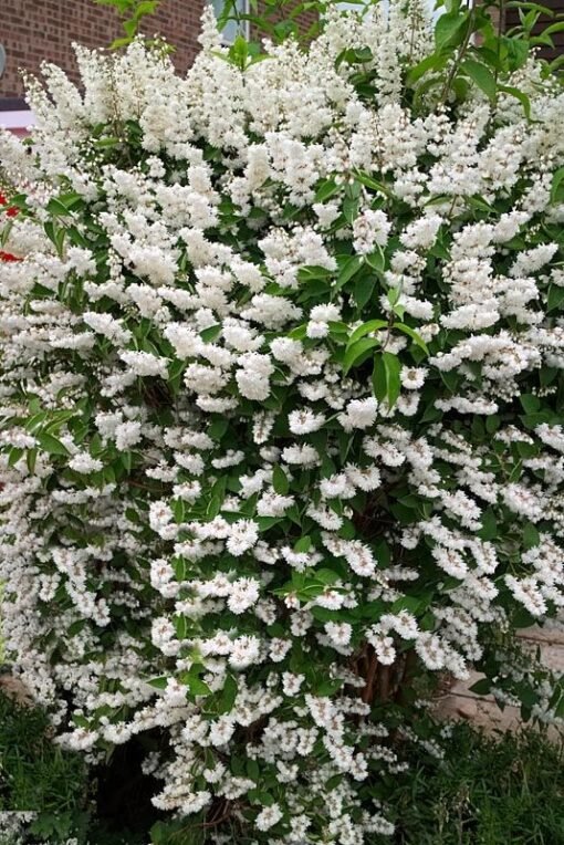 Deutzia - Deutzia scabra 'Pride of Rochester' - DocaPerene