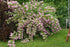 Deutzia roz - Deutzia hybrida 'Strawberry Fields' - DocaPerene