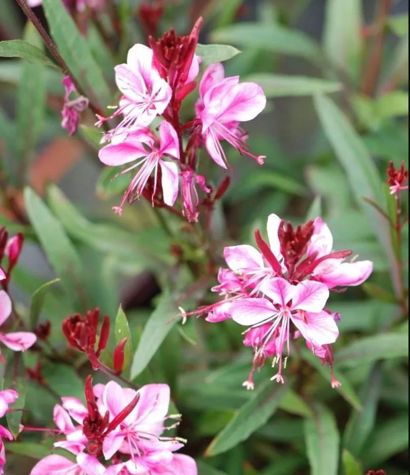 Floarea albinei - Gaura lindheimeri Geyser pink