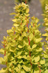 Drăcilă aurie - Berberis thunbergii Golden Torch - DocaPerene