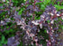 Drăcilă - Berberis ottawensis Silver Miles - DocaPerene