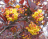 Drăcilă - Berberis ottawensis Silver Miles - DocaPerene