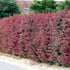 Drăcilă - Berberis ottawensis Silver Miles - DocaPerene