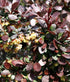 Drăcilă - Berberis thunbergii Carmen - DocaPerene