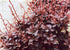 Drăcilă - Berberis thunbergii Carmen - DocaPerene