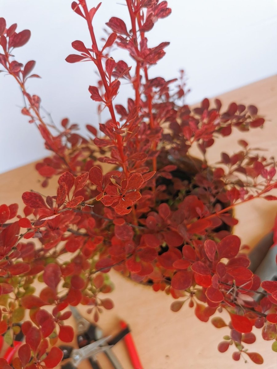 Drăcilă pictată - Berberis thunbergii Rose Gold - DocaPerene