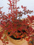 Drăcilă pictată - Berberis thunbergii Rose Gold - DocaPerene