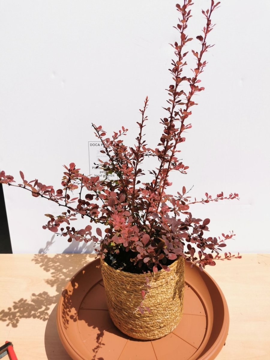 Drăcilă pictată - Berberis thunbergii Rose Gold - DocaPerene