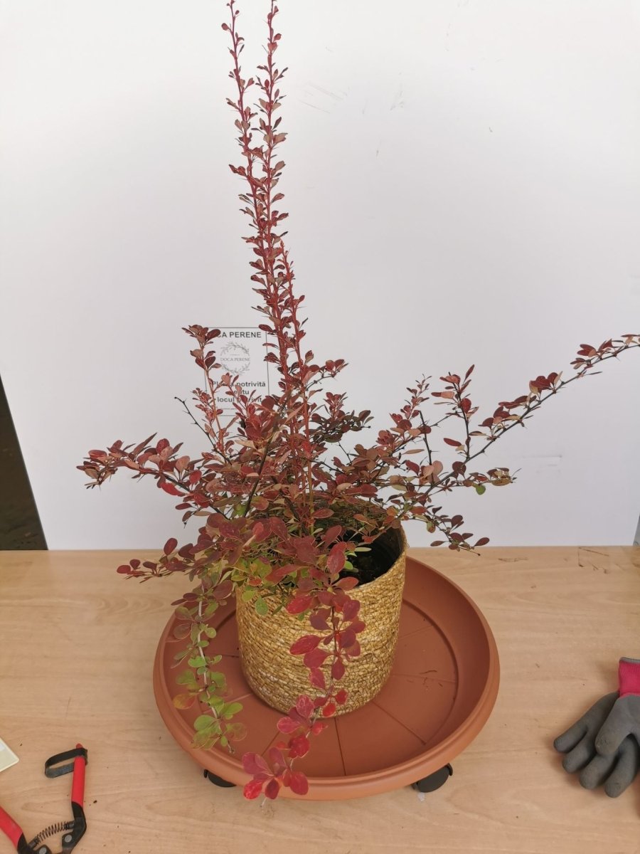 Drăcilă pictată - Berberis thunbergii Rose Gold - DocaPerene