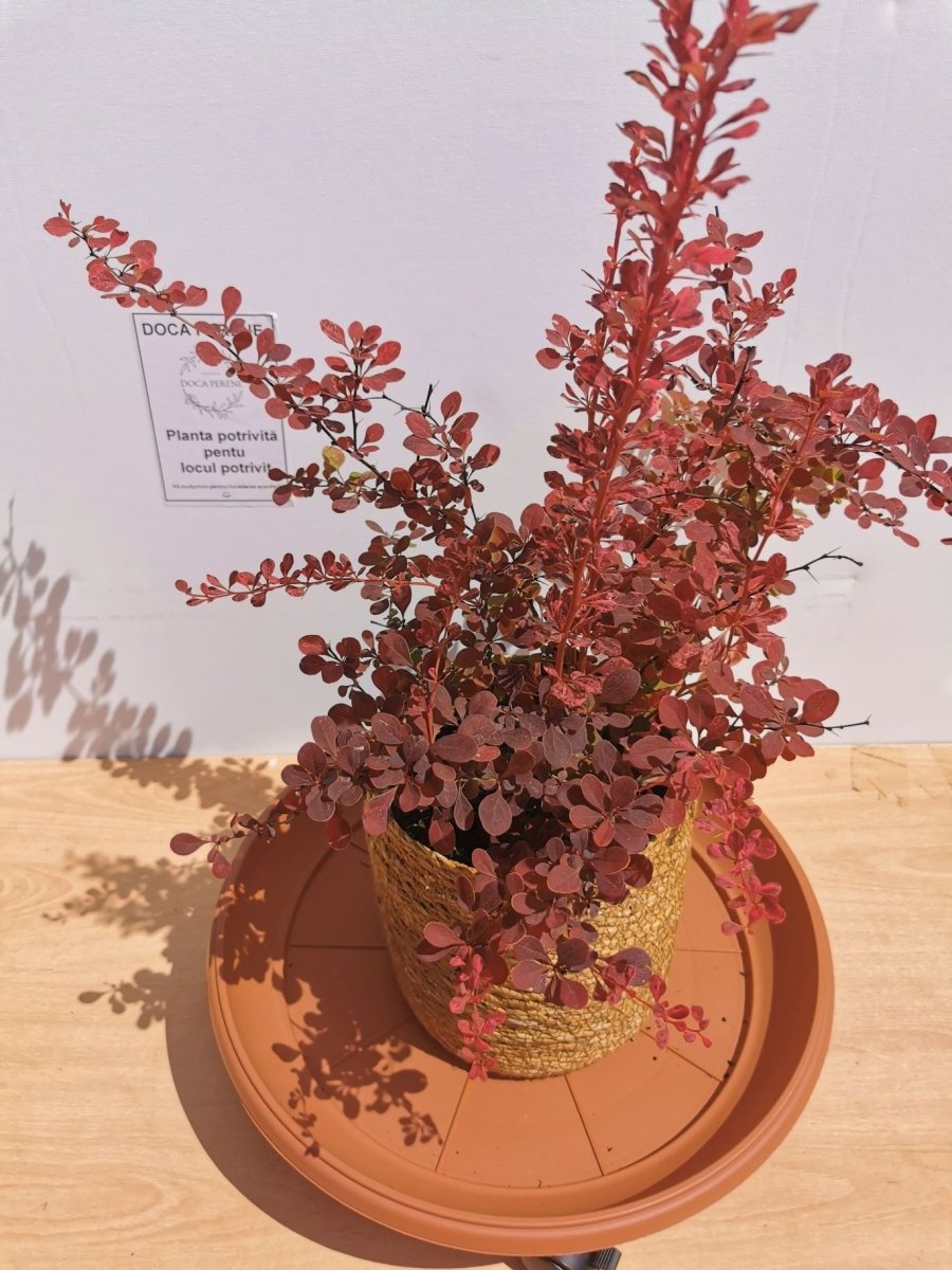Drăcilă pictată - Berberis thunbergii Rose Gold - DocaPerene