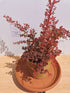 Drăcilă pictată - Berberis thunbergii Rose Gold - DocaPerene