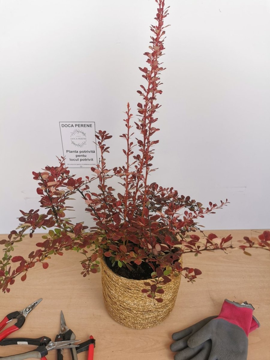 Drăcilă pictată - Berberis thunbergii Rose Gold - DocaPerene