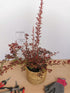 Drăcilă pictată - Berberis thunbergii Rose Gold - DocaPerene