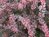 Drăcilă pictată - Berberis thunbergii Rose Gold - DocaPerene