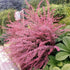 Drăcilă roz - Berberis thunbergii 'Pink Queen' - DocaPerene