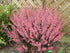 Drăcilă roz - Berberis thunbergii 'Pink Queen' - DocaPerene