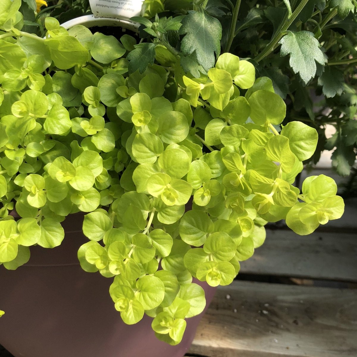 Drete - Lysimachia nummularia 'Goldilocks' - DocaPerene