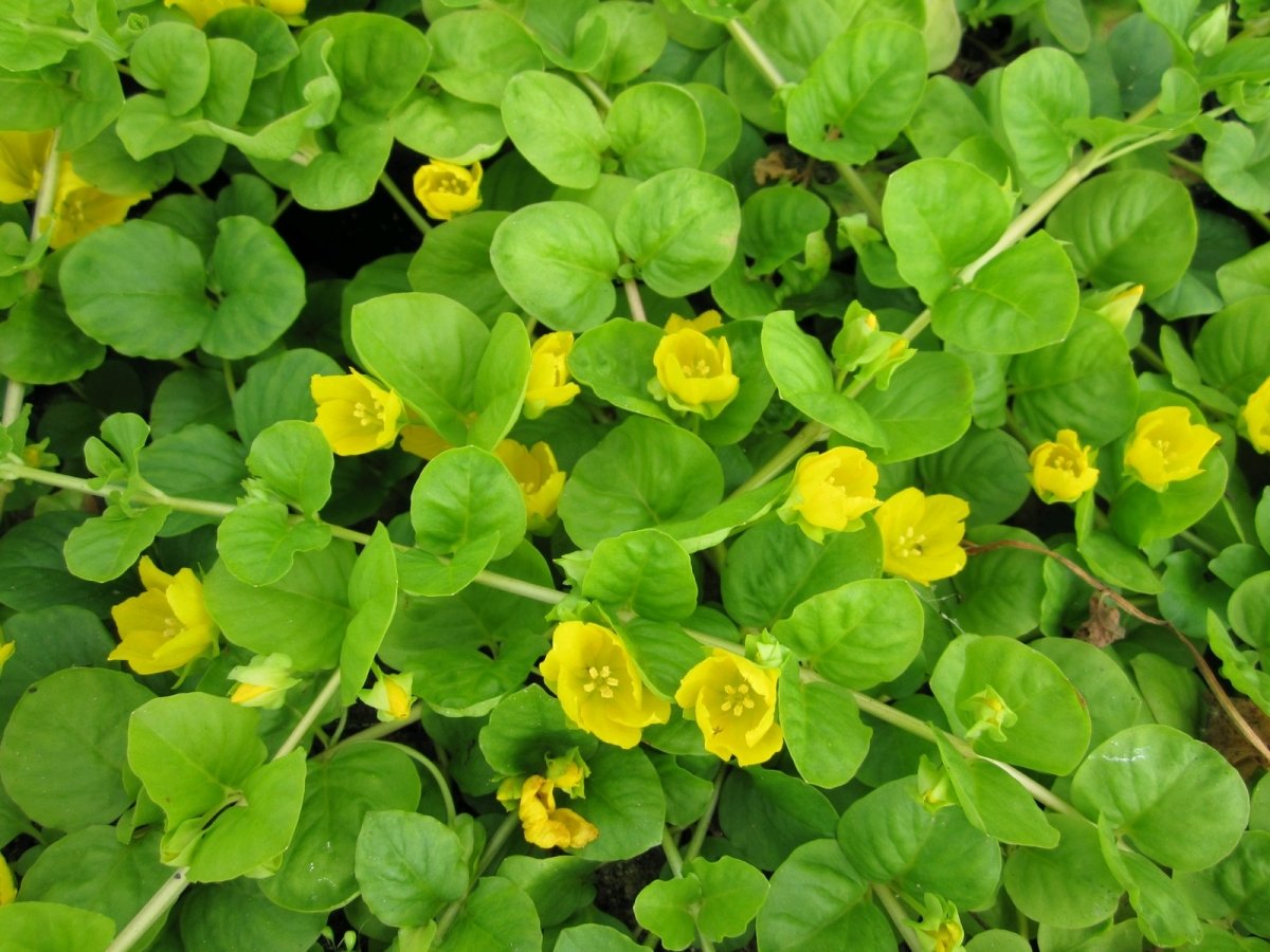 Drete - Lysimachia nummularia 'Goldilocks' - DocaPerene