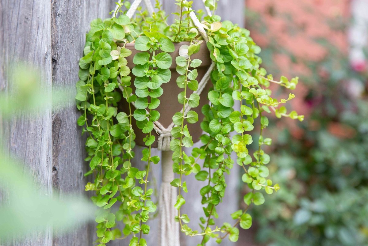 Drete - Lysimachia nummularia 'Goldilocks' - DocaPerene