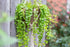 Drete - Lysimachia nummularia 'Goldilocks' - DocaPerene