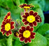 Primule - Primula veris 'Little Queen Red'