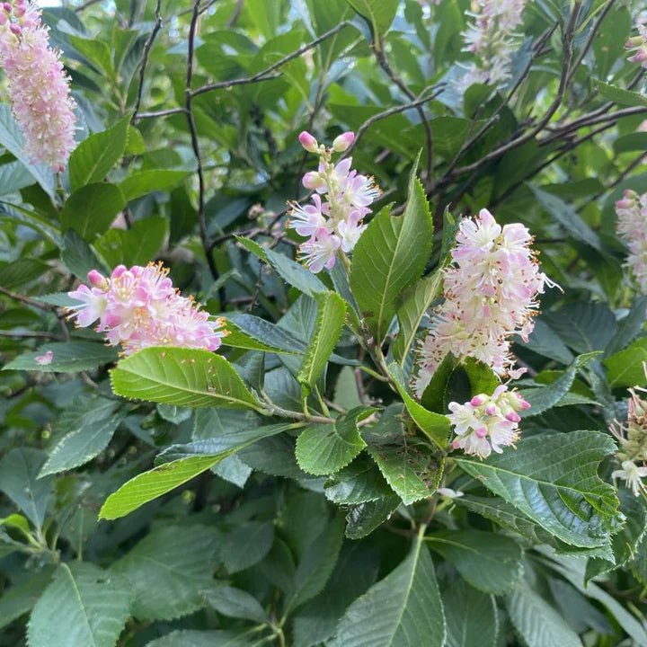 Dulceata de vară - Clethra alnifolia 'Pink Spire' - DocaPerene
