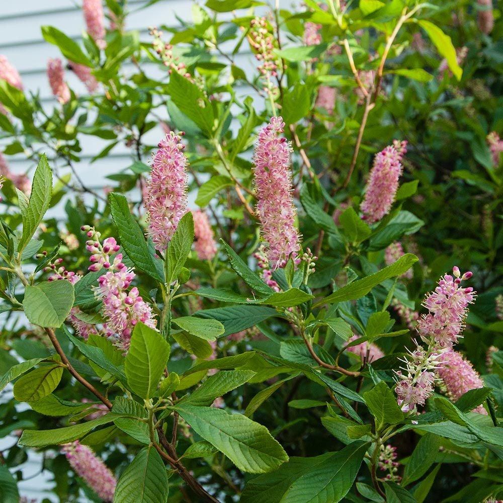 Dulceata de vară - Clethra alnifolia 'Ruby Sice' - DocaPerene