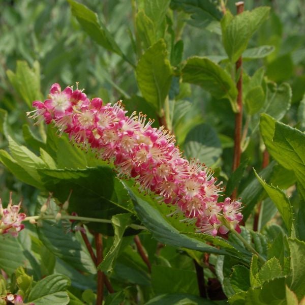 Dulceata de vară - Clethra alnifolia 'Ruby Sice' - DocaPerene