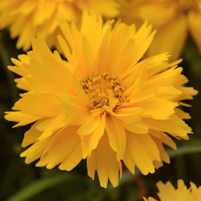 Ochiul fetei - Coreopsis grandiflora Double The Sun