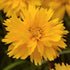 Ochiul fetei - Coreopsis grandiflora Double The Sun