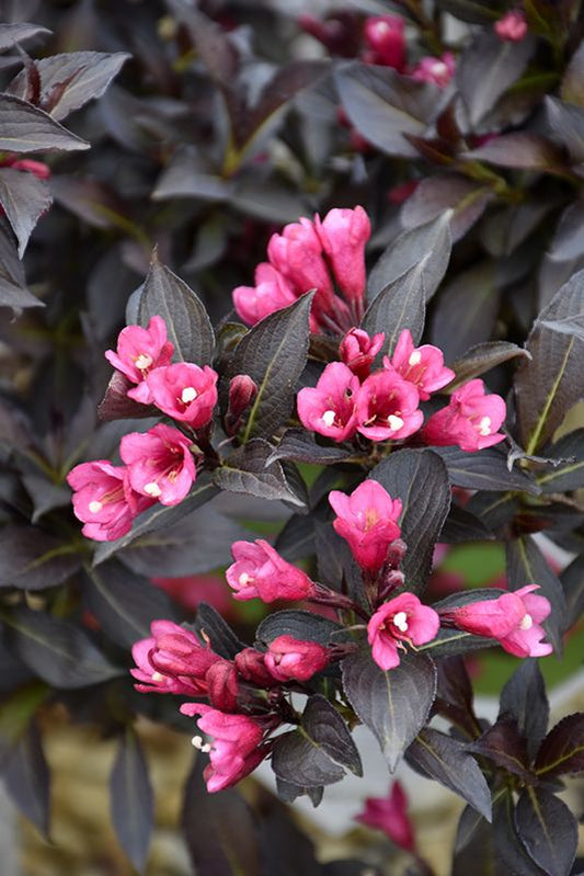 Weigela - Weigela florida 'Foliis Purpureis'