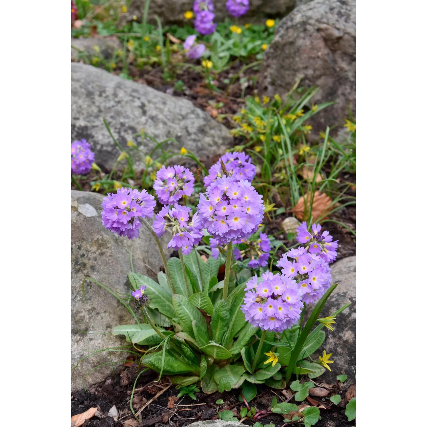 Primule - Primula denticulata 'Lila'