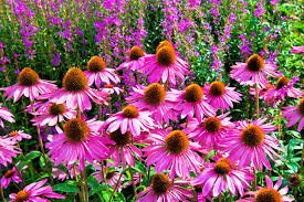 Echinacea 'Bright Rose' - Echinacea Purpurea 'Bright Rose' - DocaPerene
