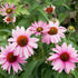 Echinacea 'Bright Rose' - Echinacea Purpurea 'Bright Rose' - DocaPerene