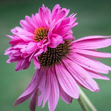 Echinacea 'Double Decker' - Echinacea Purpurea 'Double Decker' - DocaPerene