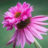 Echinacea 'Double Decker' - Echinacea Purpurea 'Double Decker' - DocaPerene